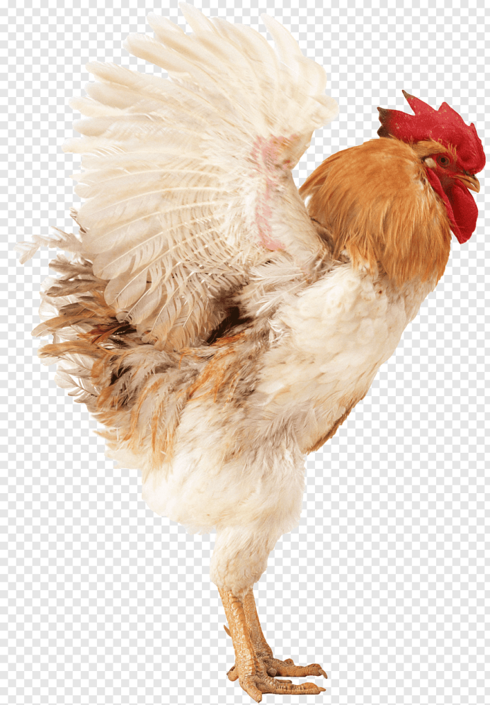 Курица на белом фоне