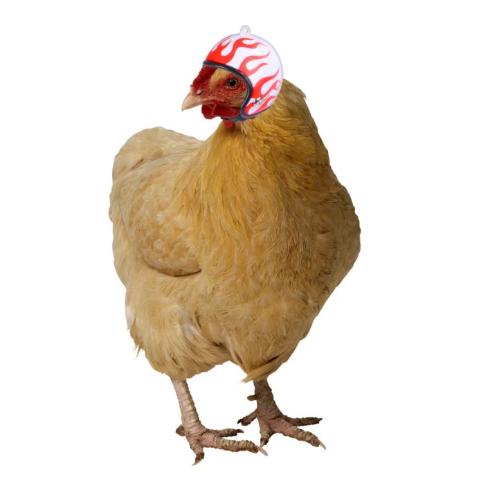 Курица PNG