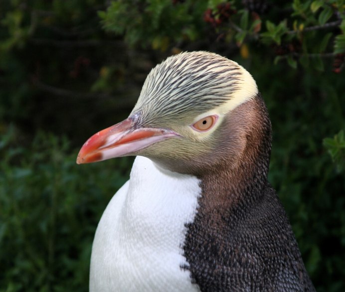 Пингвинов Megadyptes Antipodes