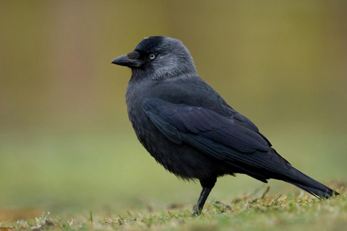Галка – Corvus monedula l.