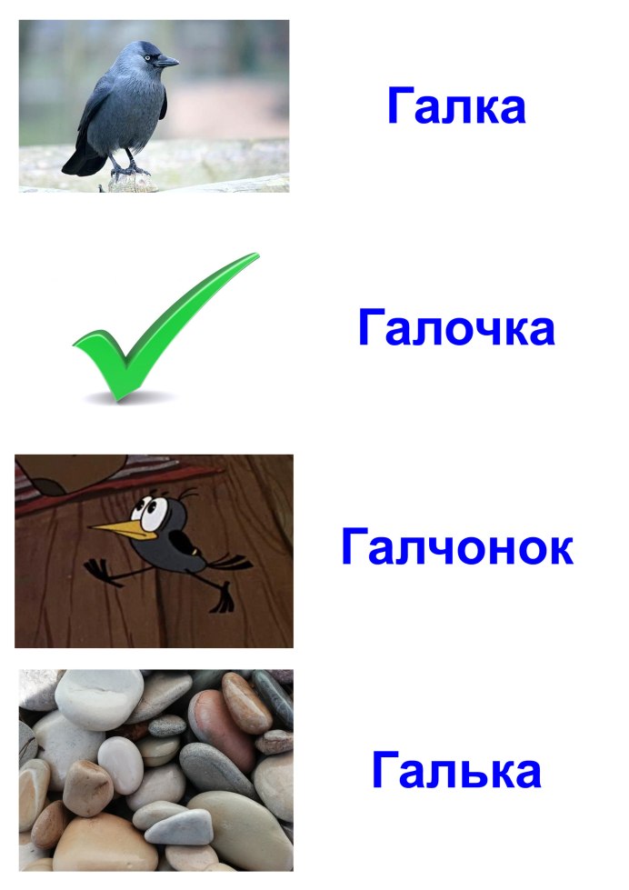 Галчонок Родина