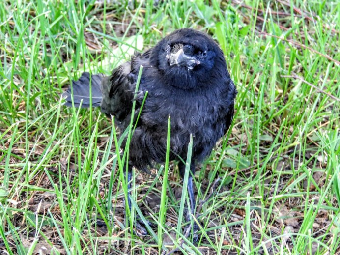 Галка (Coloeus monedula, Corvus monedula)