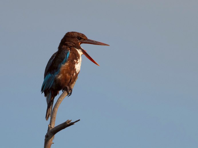 Collared Alcyone or Red-Nosed Kingfisher or White-breasted Kingfisher Ариал обитания на карте