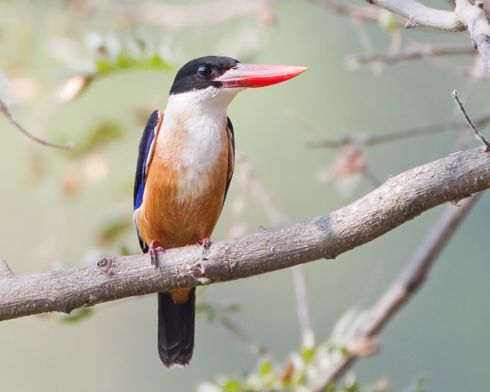 Yellow billed Kingfisher