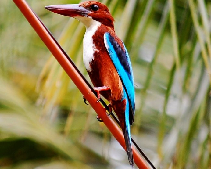 Halcyon smyrnensis