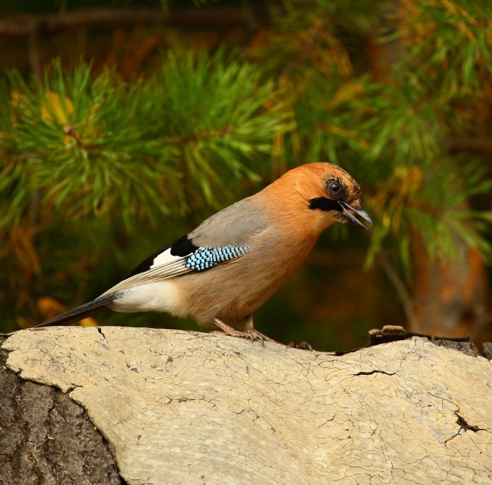 Востроглазая Сойка