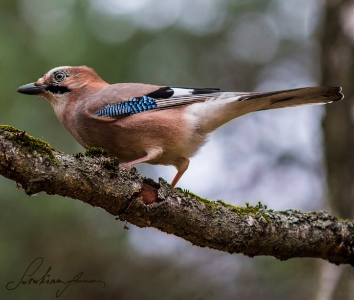 Востроглазая Сойка