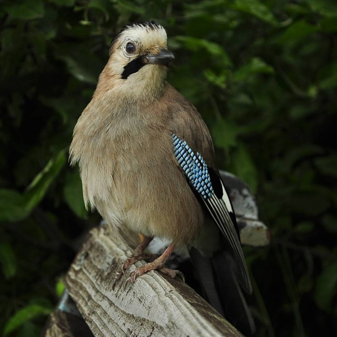 Сойка в тайге