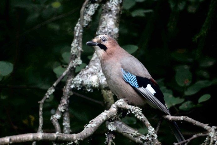 Лесная сорока Сойка