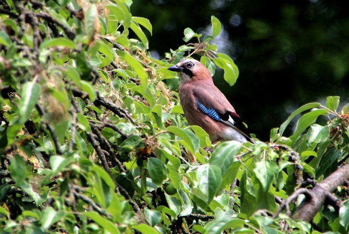 Сойка Подмосковная