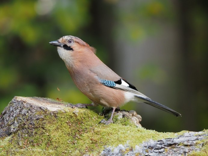 Лесная птица Сойка Крымска