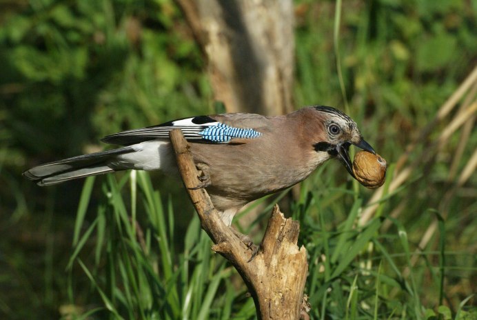Птица Сойка Сибирская