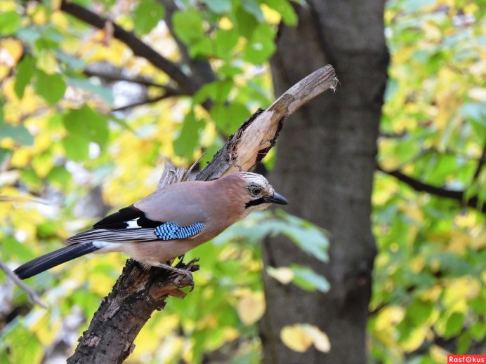 Птица Сойка Крымская
