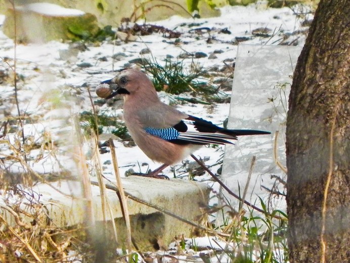 Сойка Крымская