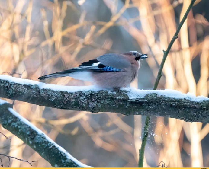Маки и птицы