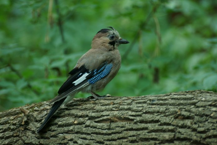Сойка Подмосковная