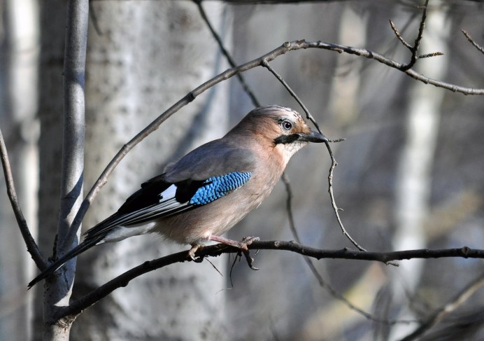 Птицы парка Царицыно