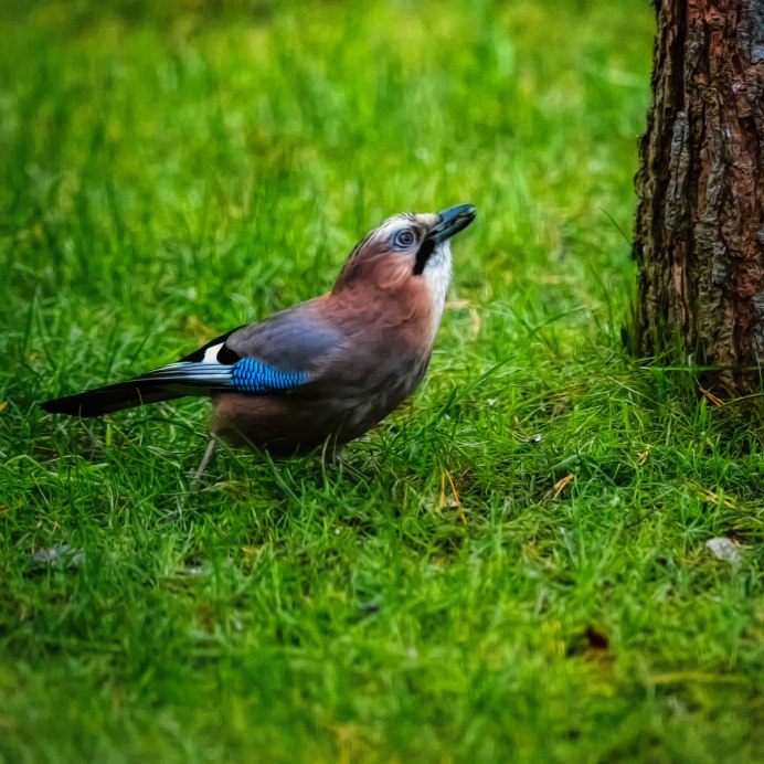 Сойка обыкновенная