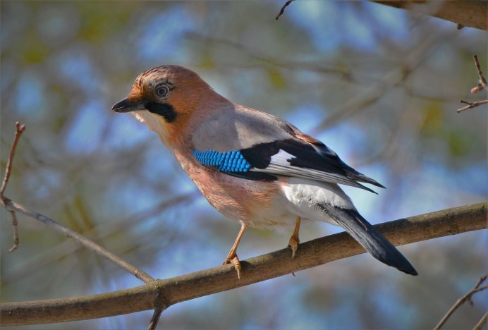 Городские птицы Сойка
