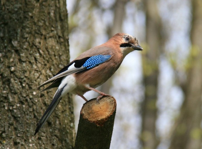 Сойка Смоленская область