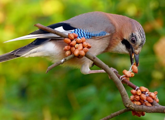 Сойка Кареза