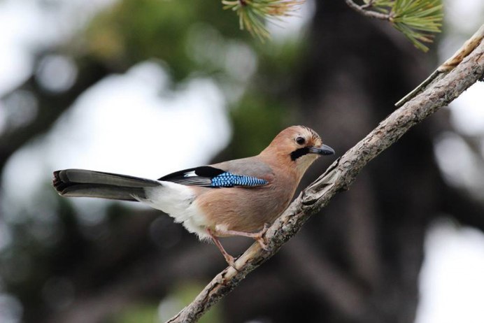 Сойка в Сибири