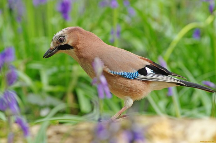 Garrulus lanceolatus гималайская Сойка