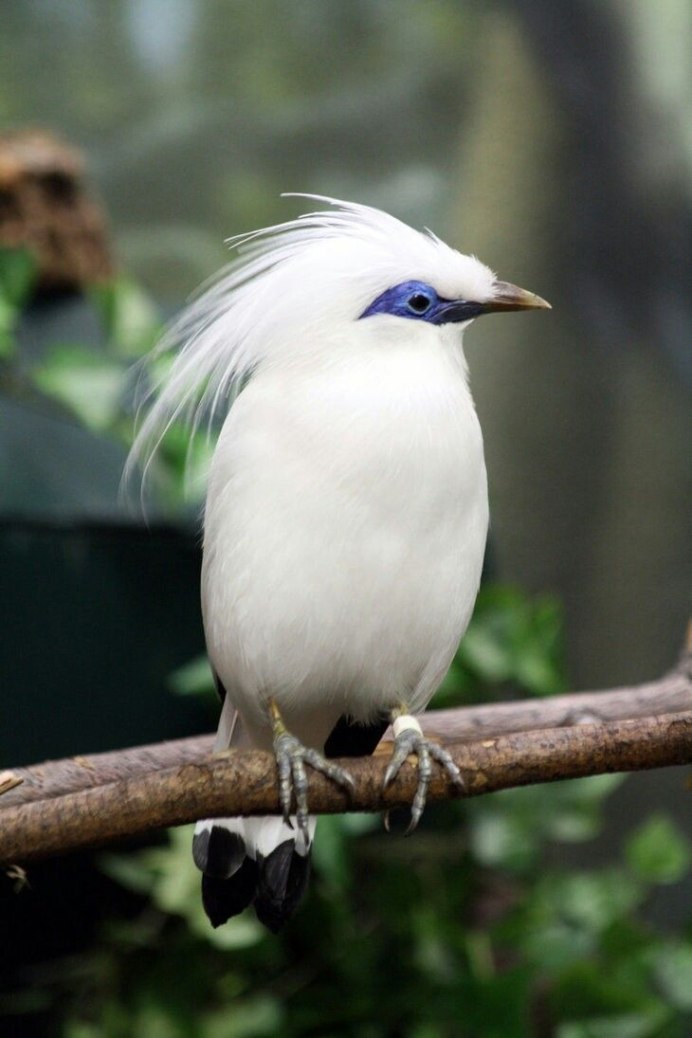 Sturnus albofrontatus