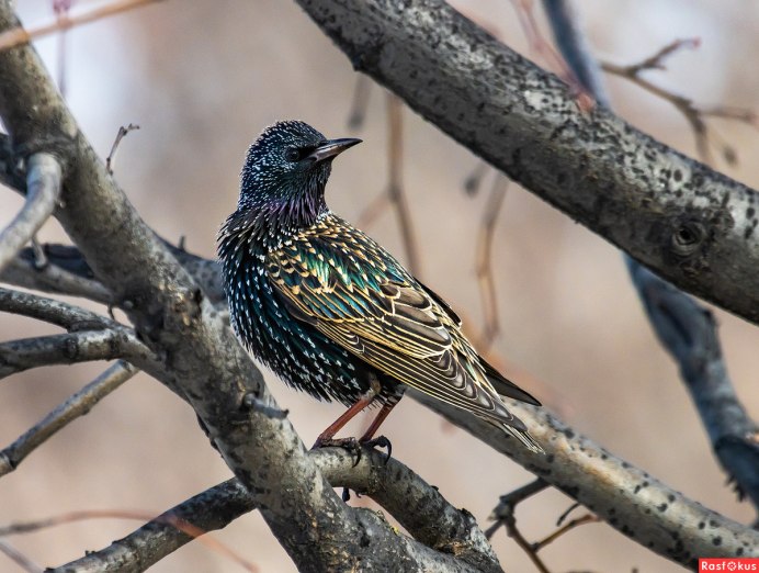 Балийская майна (Leucopsar rothschildi),