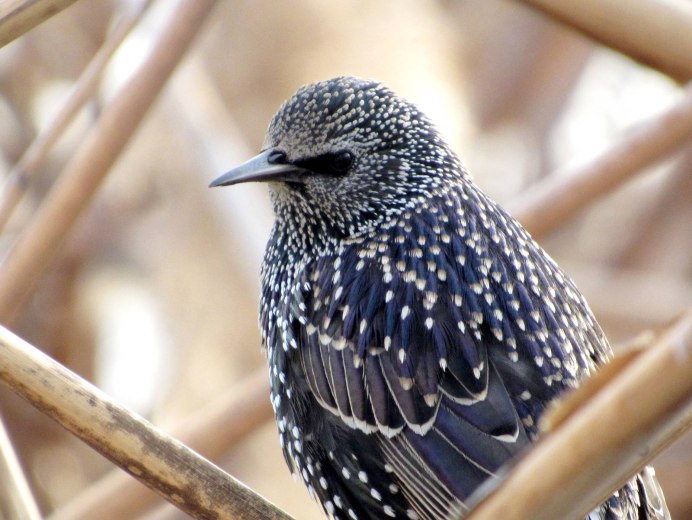Sturnus vulgaris Linnaeus птица в летнем пере