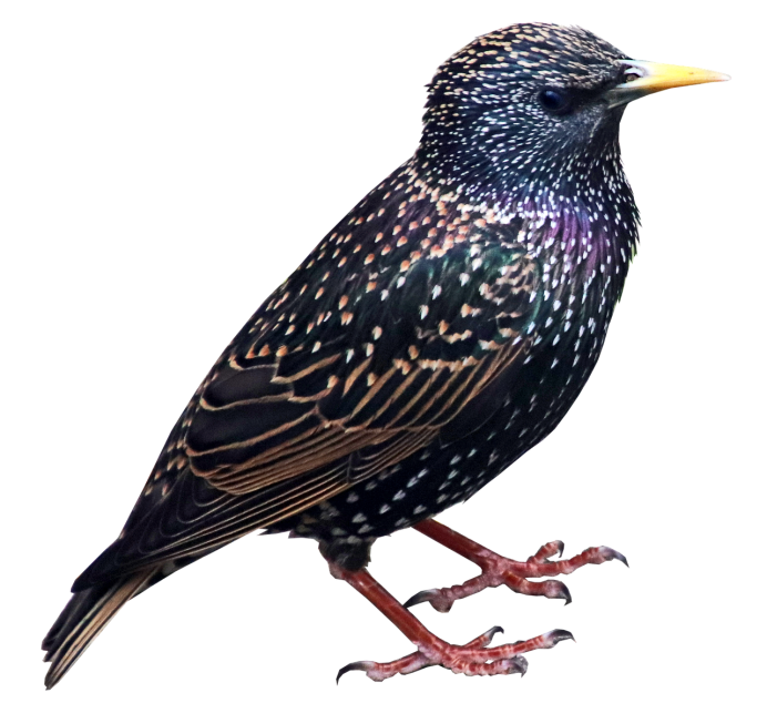 Neeta Starling