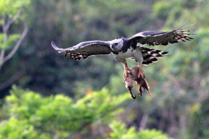 Nat geo Wild Гарпия