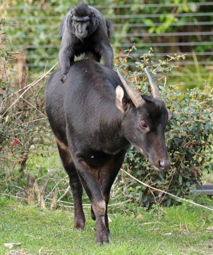 Calf Argus
