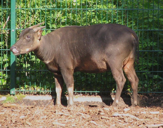 Dwarf Buffalo
