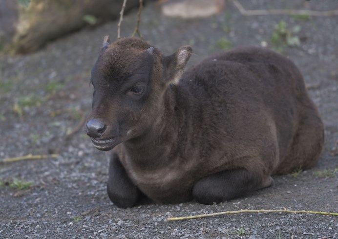 Dwarf Buffalo