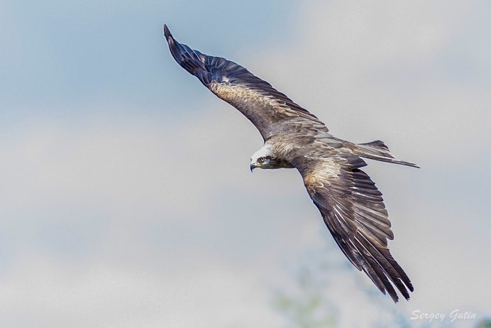 Чайка летит