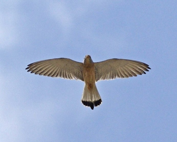 Птица вид снизу