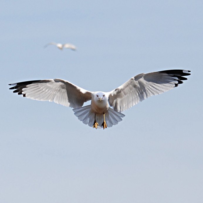 Полет птицы