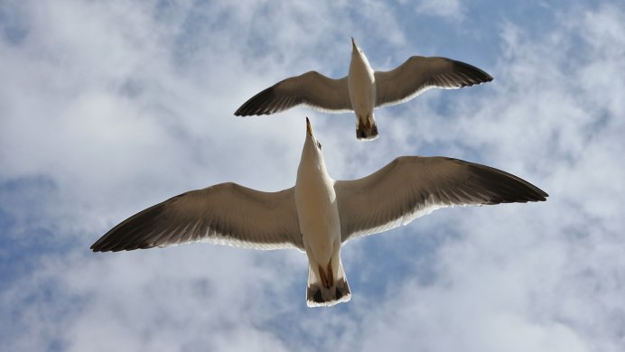 Птица в полете