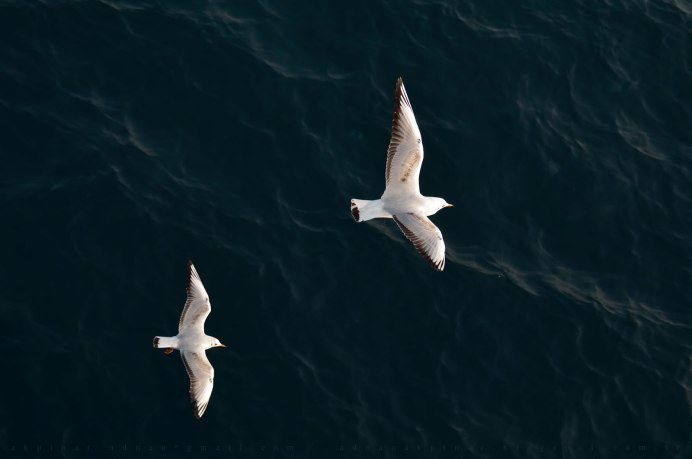 Чайки вид сверху