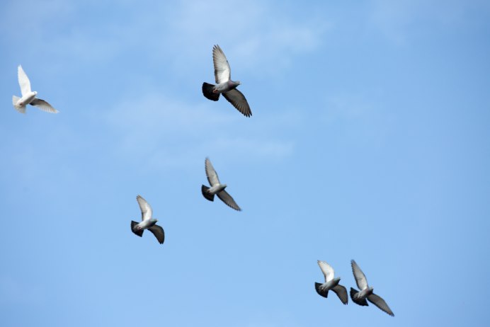 Птицы сафари в полете