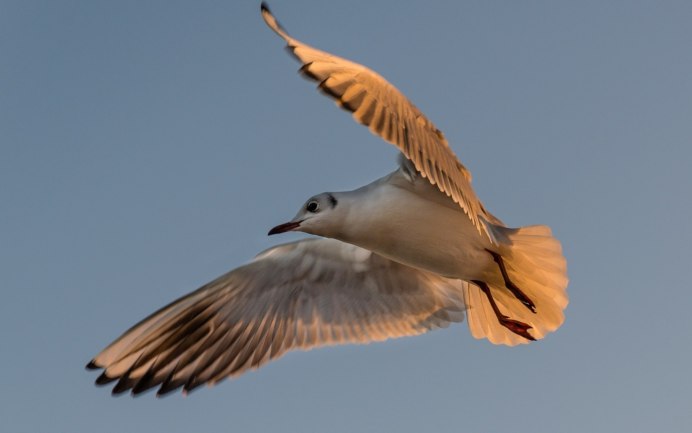 Белоголовый Орлан анфас