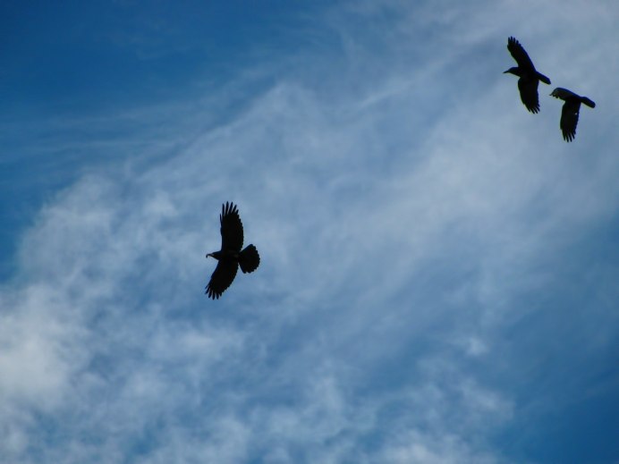 Андский Кондор Перу