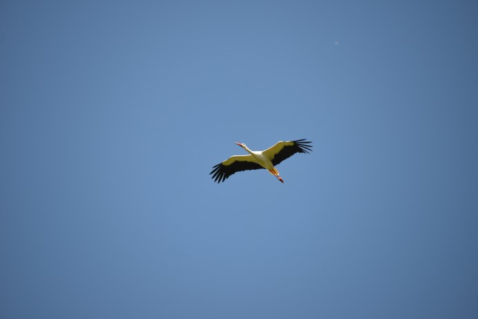 Орел вид сверху