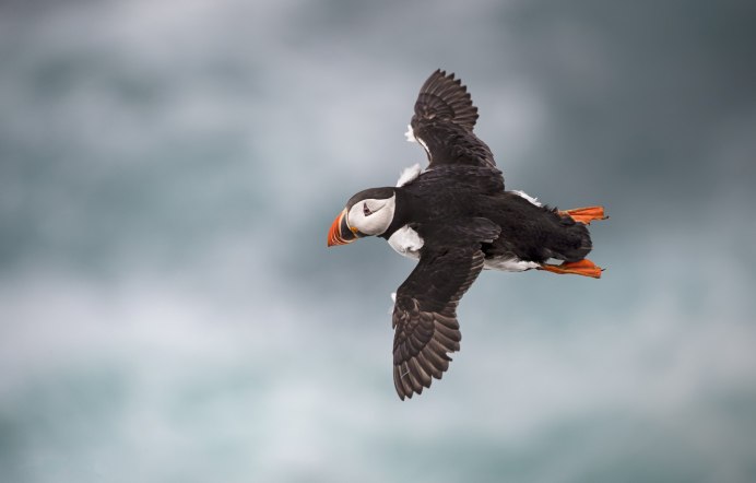 Тупик летает