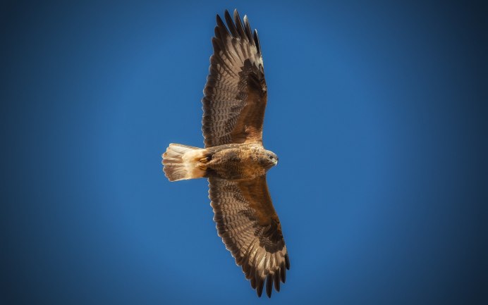 Чайка коричневая в полёте