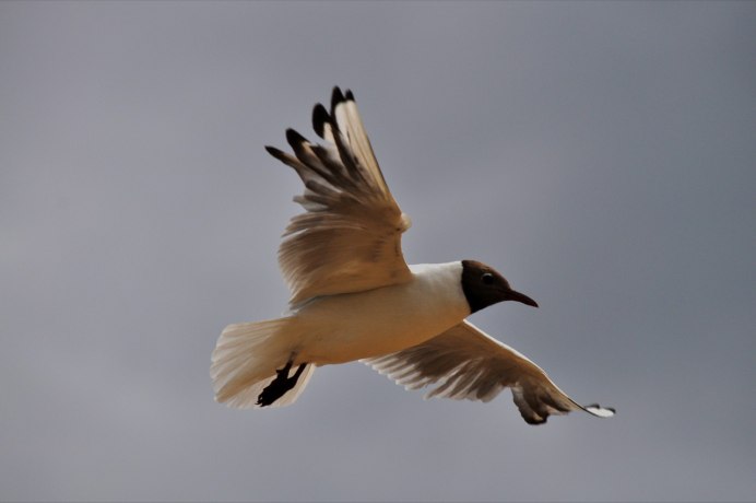 Птицы летящие свастикой