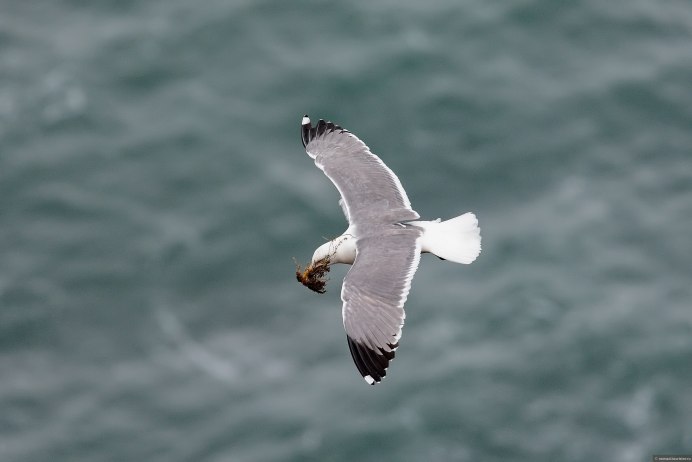 Чайка сверху