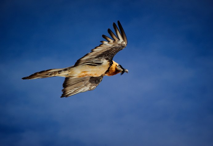 Чигра птица