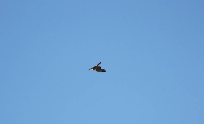 Большая белая птица в полете